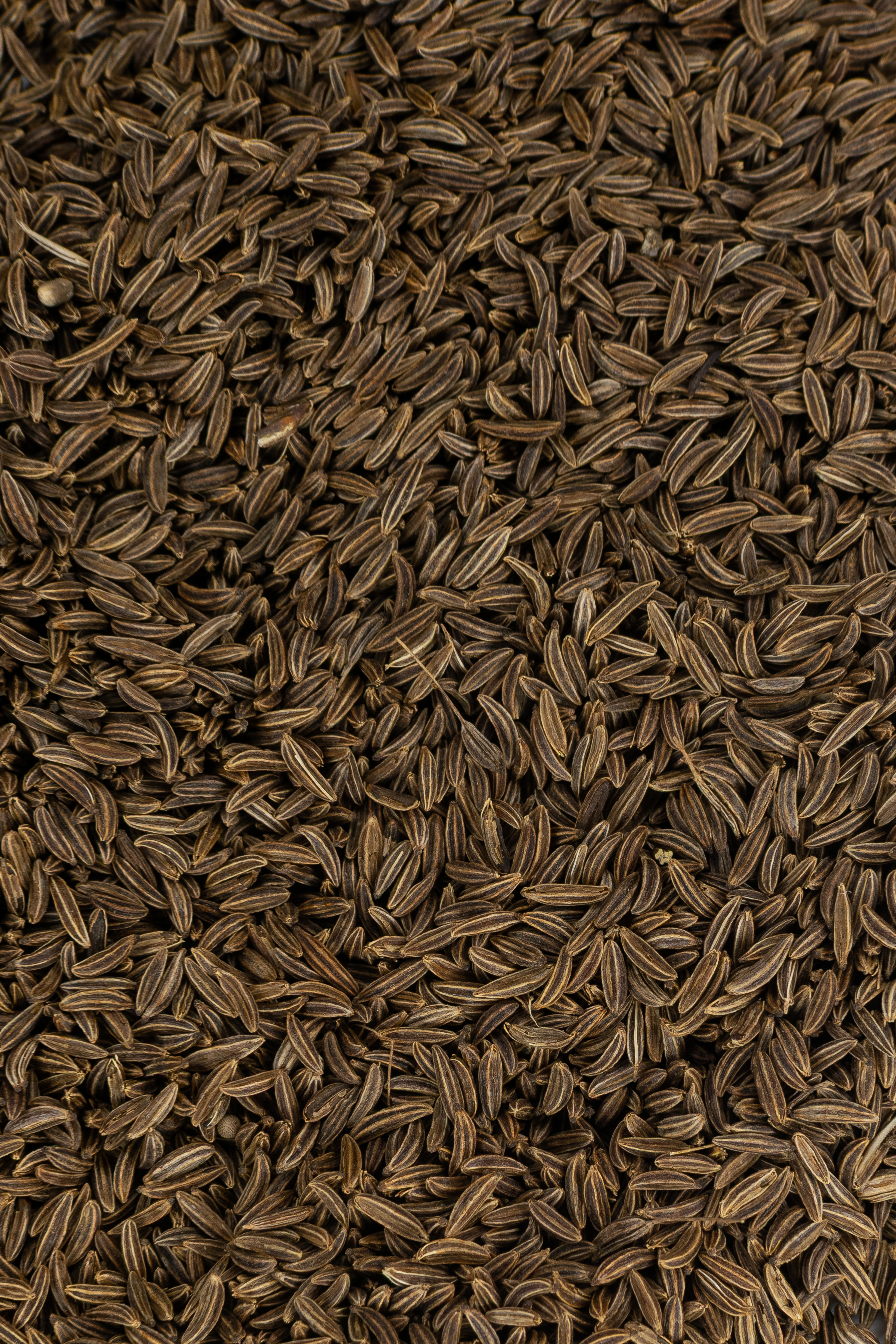 Close-up of whole caraway seeds